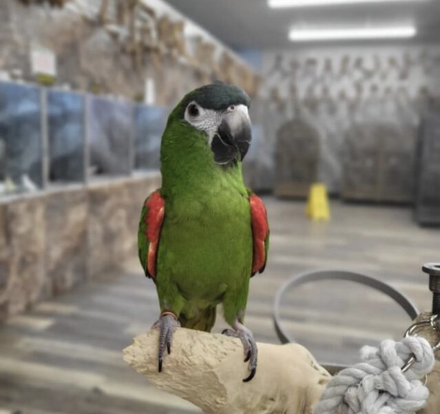 Mini macaw