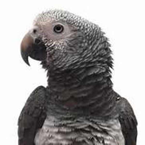 2-Timnah-African-Greys