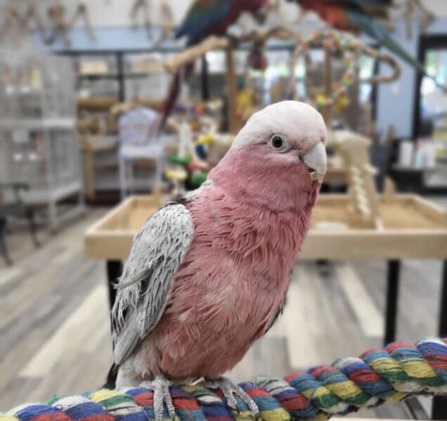 Rose breasted cockatoo 