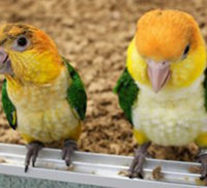 White-Belly-Caiques